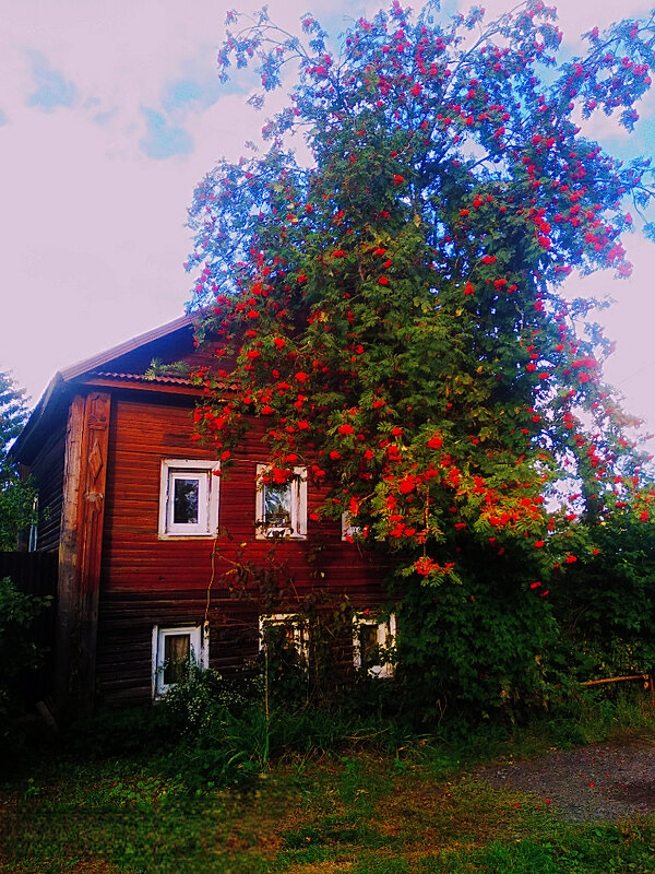 Рябина под окном - Сергей Кочнев