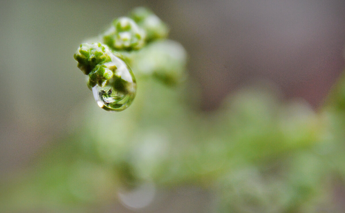 Капелька - дождинка.... - Надежда Куркина 