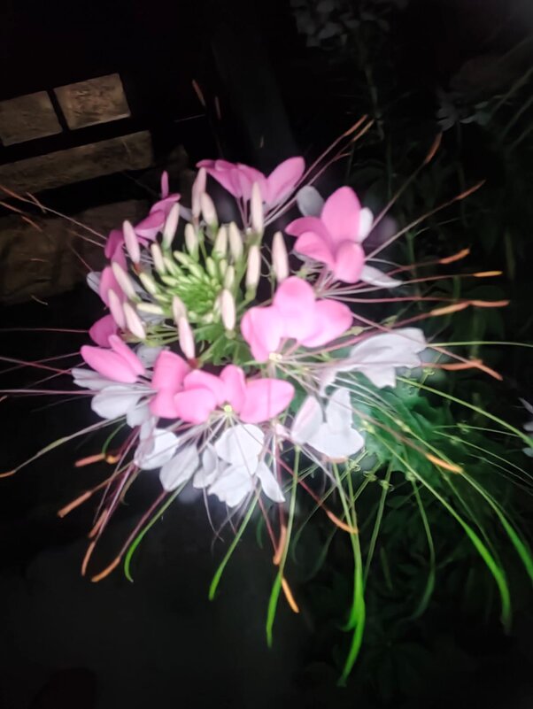 Клеома - Ирэн 