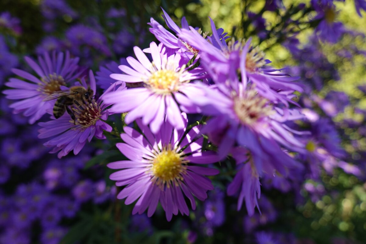 Саксафона осенний мотив.. - Галина 