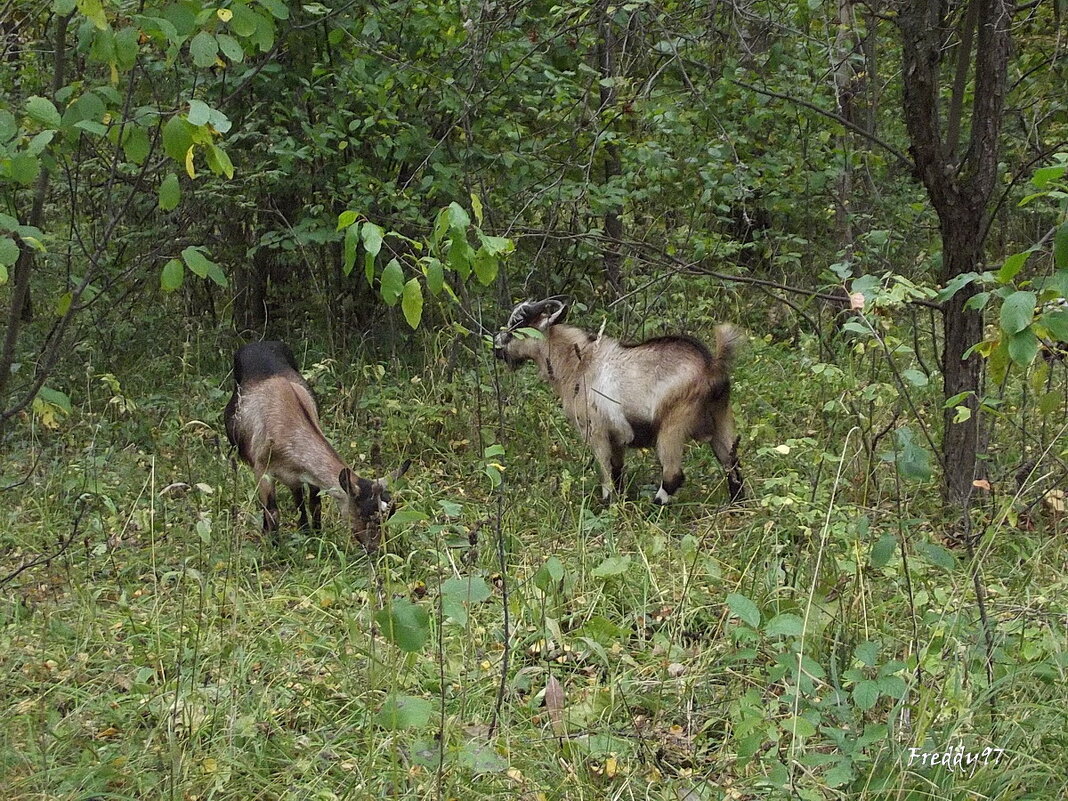 Козочки на прогулке - Freddy 97