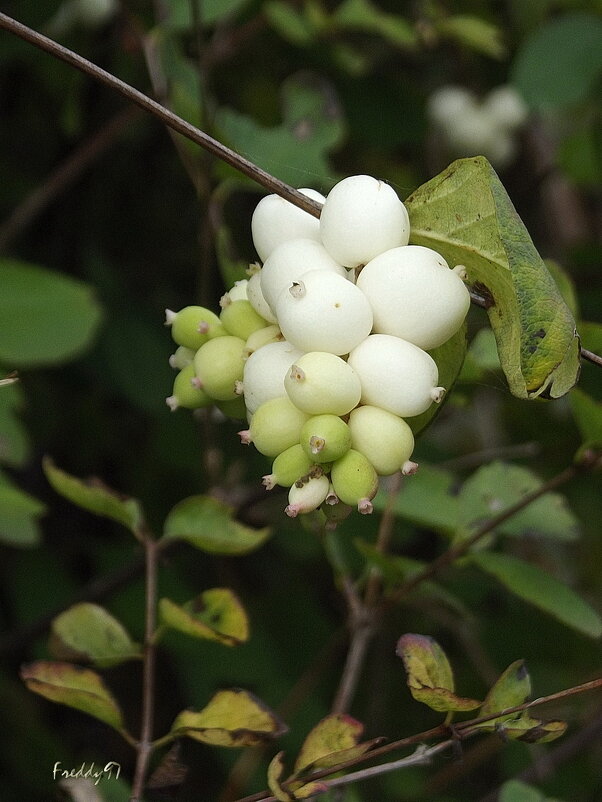 Снежноягодник - Freddy 97