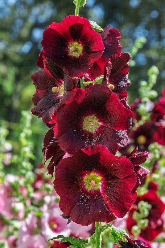 *** - Виктор Иванович Чернюк *** - Виктор Иванович Чернюк