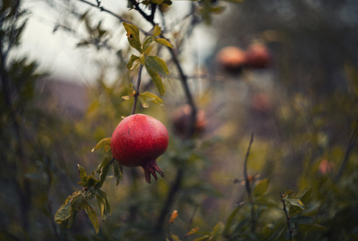 Осенние дары. - Анатолий Щербак