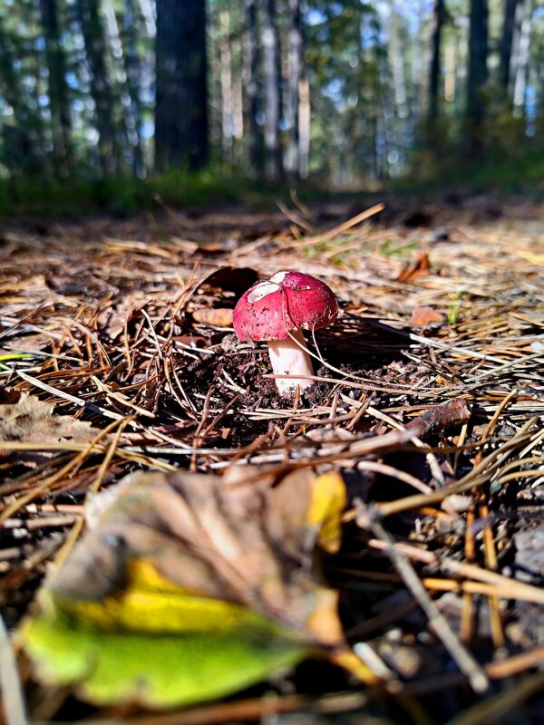 Один в поле ... - Алексей Ильичёв