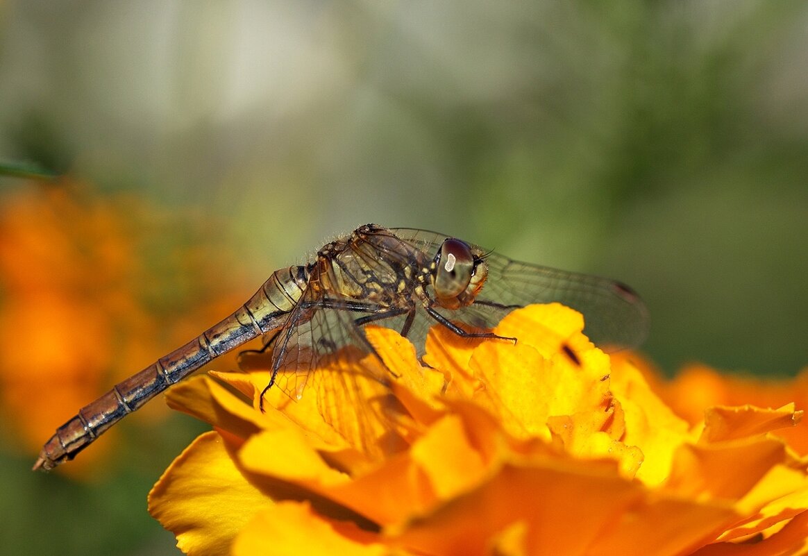 ... - Вячеслав Минаев ... - Вячеслав Минаев