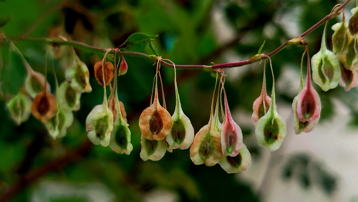 Семена - светлана льдокова