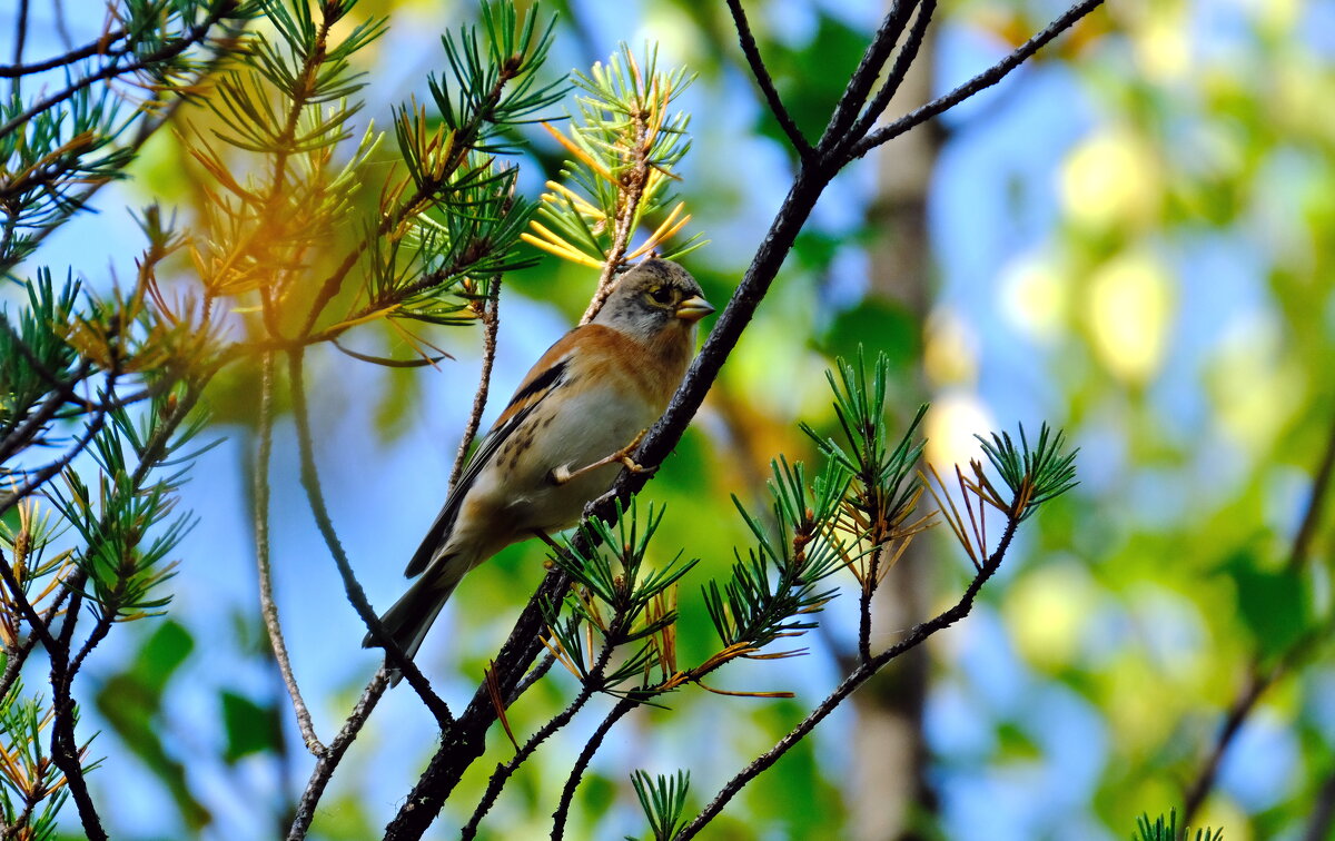Вьюрок - Андрей Зайцев