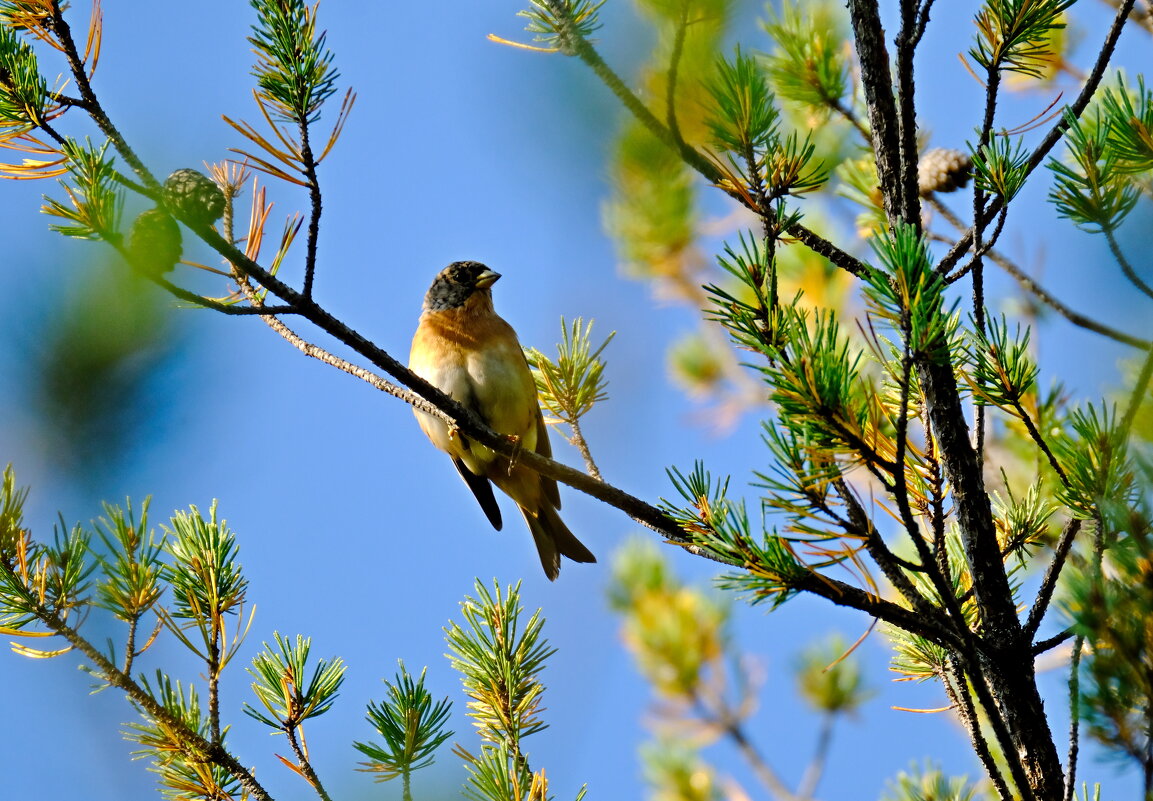 Вьюрок - Андрей Зайцев