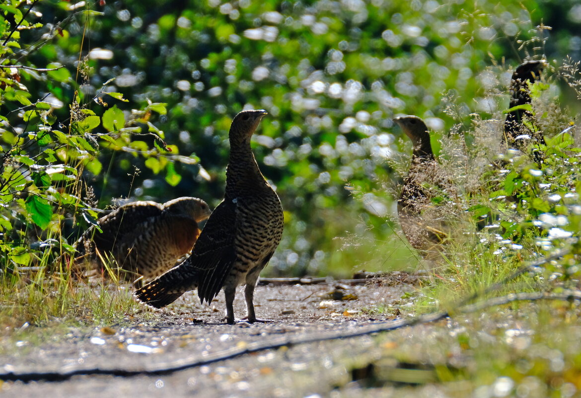 Глухарки - Андрей Зайцев