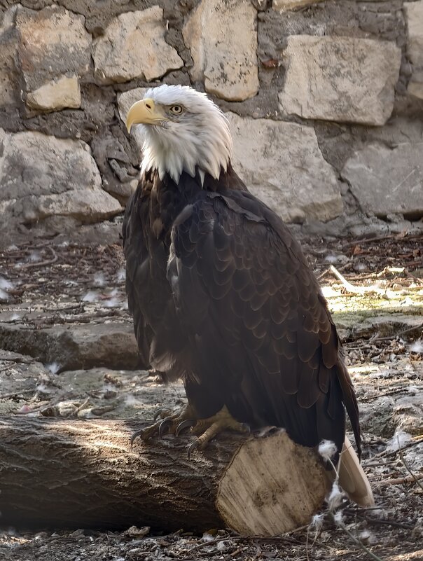 Белоголовый орлан - <<< Наташа >>> Белоголовый орлан - <<< Наташа >>>