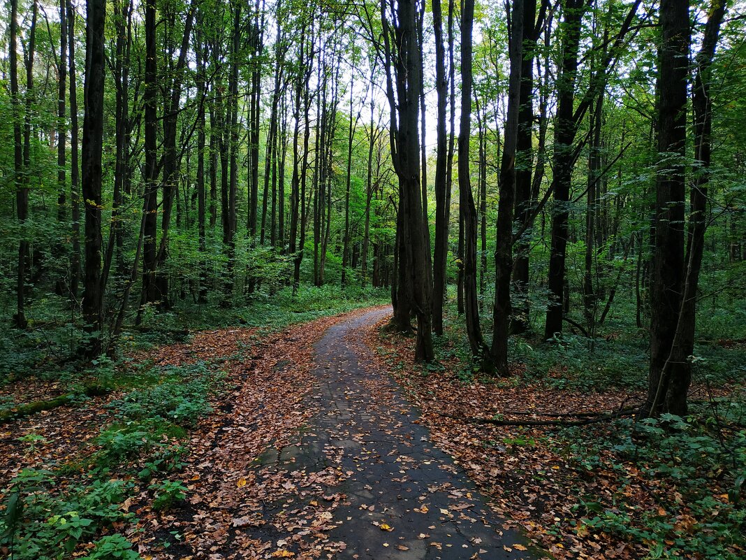 Мимо осени никто не проедет - Андрей Лукьянов