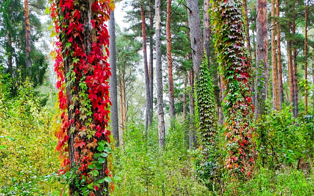 Красота осеннего леса. - Милешкин Владимир Алексеевич Красота осеннего леса. - Милешкин Владимир Алексеевич