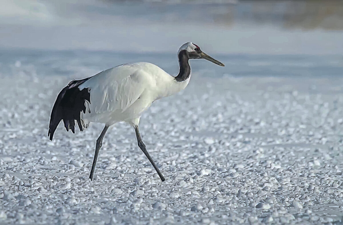 Японский журавль - Aleksey Afonin