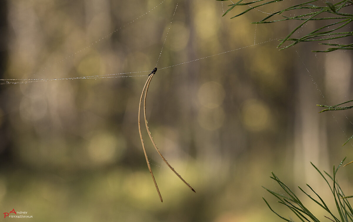 На ниточке... - Андрей Пристяжнюк