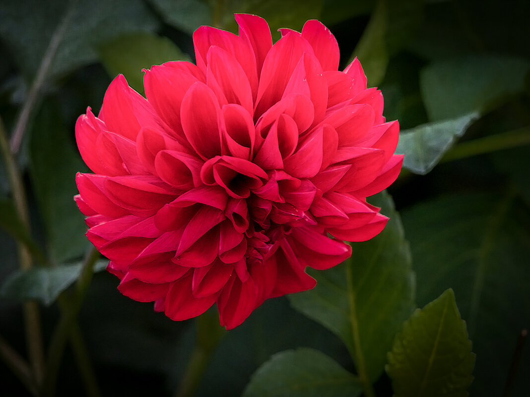 Георгин Lubega Deep Red. - Aleksey Afonin Георгин Lubega Deep Red. - Aleksey Afonin