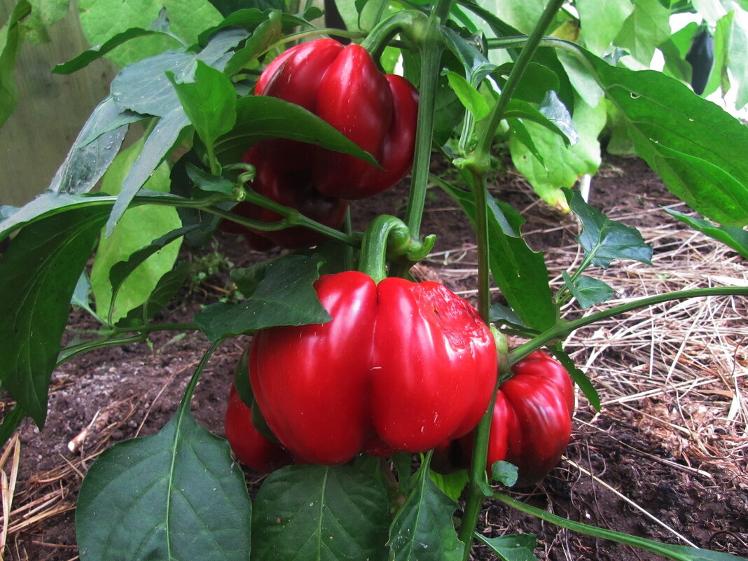 Перчик Гогошары - Людмила Смородинская Перчик Гогошары - Людмила Смородинская