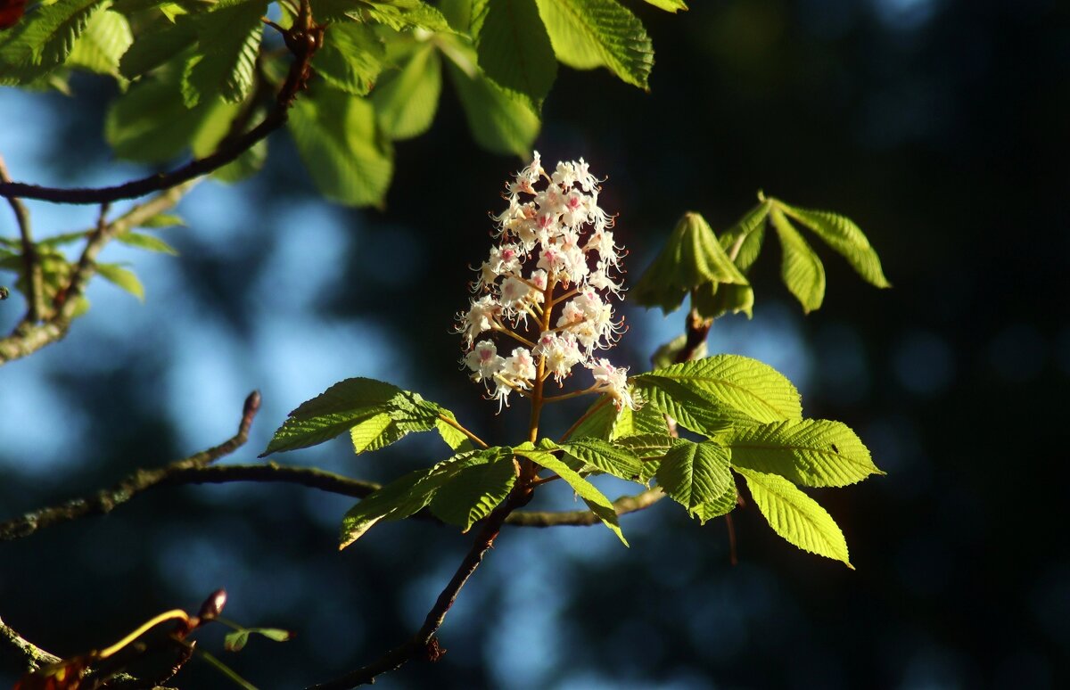 Цветут каштаны в сентябре - Юрий. Шмаков