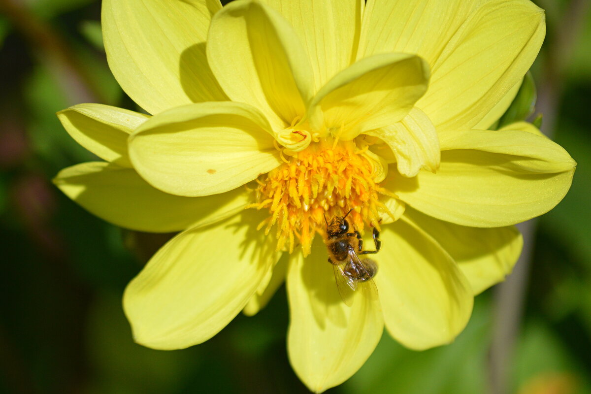Ясный день сентября - Татьяна Лютаева Ясный день сентября - Татьяна Лютаева