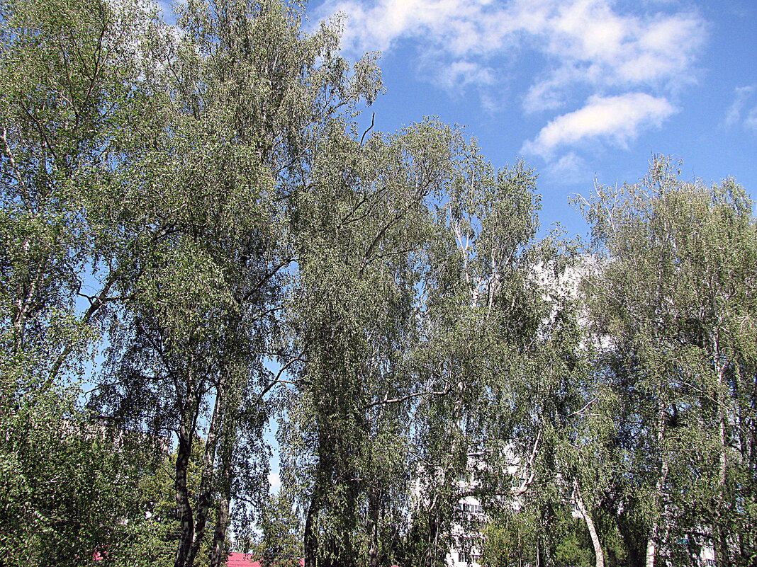 Небо августа. - Владимир Драгунский