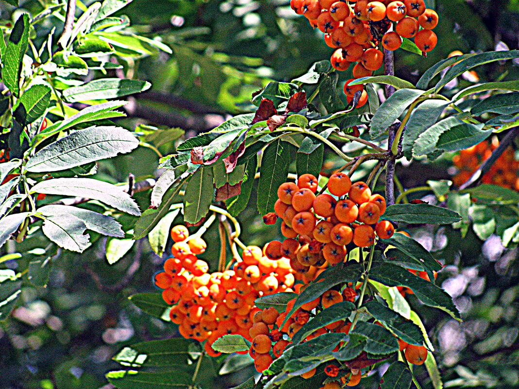 Плоды лета. - Владимир Драгунский