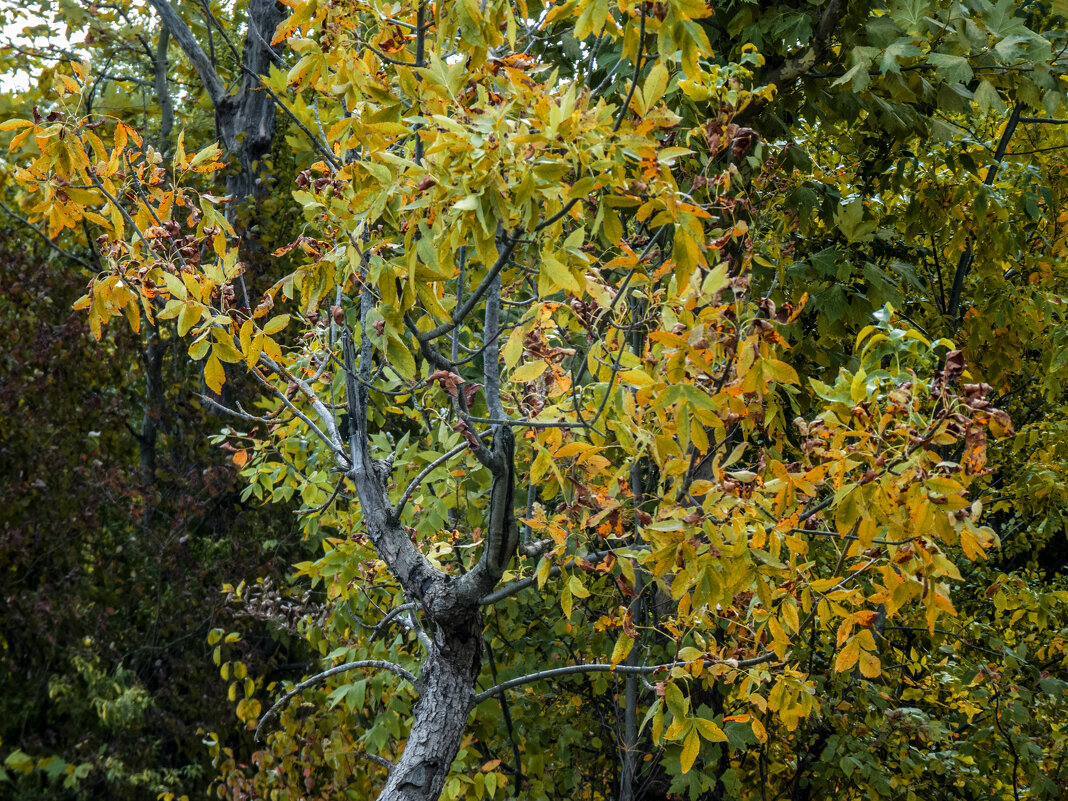 Осень золотая - Валентин Семчишин