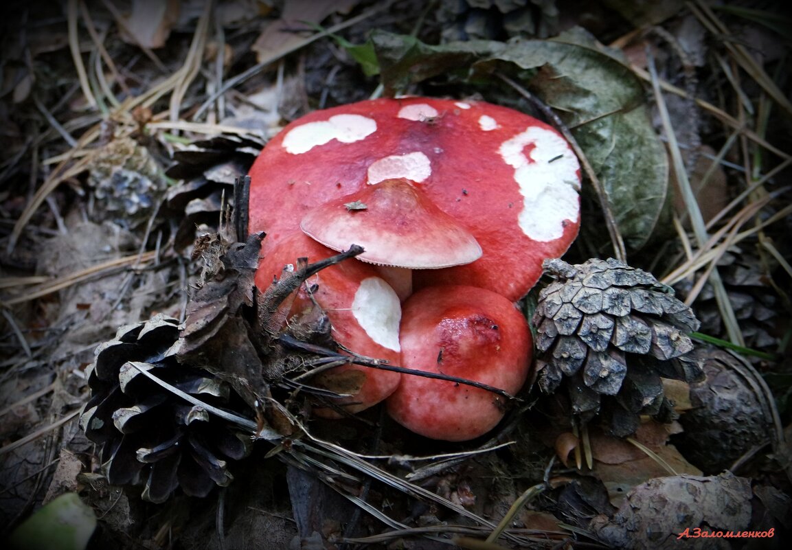 Вместе теплее! - Андрей Заломленков