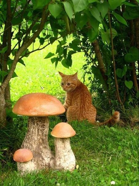 кіт я їх знайшов - Степан Карачко