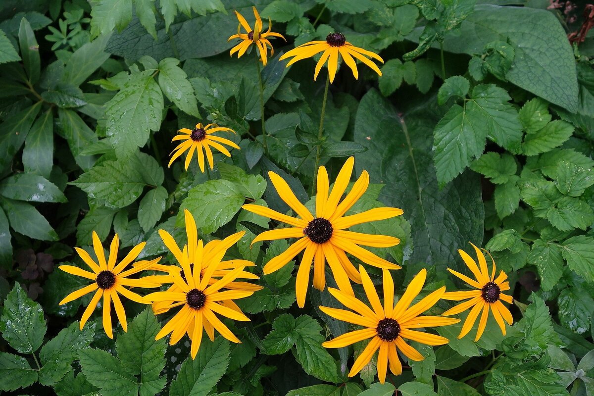 Рудбекия - Рита Симонова