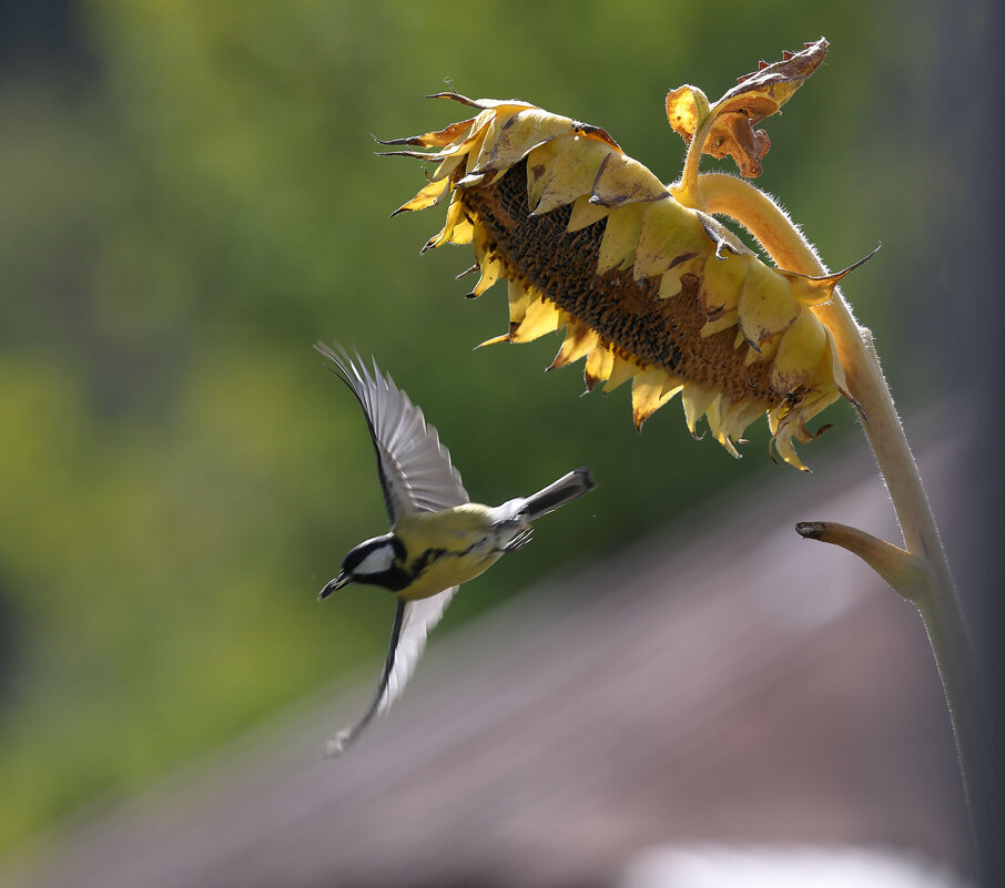 *** - владимир 