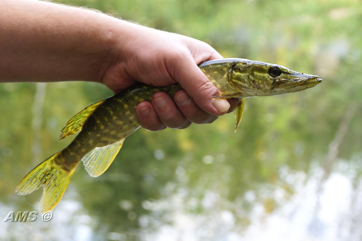 Щурёнок - kolyeretka 