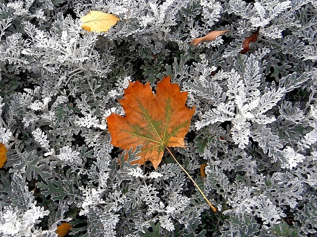 Осенний этюд - Ольга Довженко