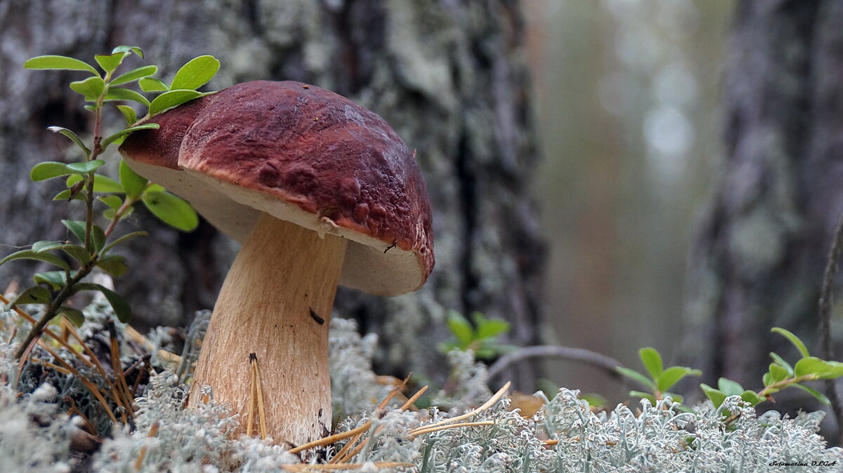 боровик - Ольга Cоломатина боровик - Ольга Cоломатина