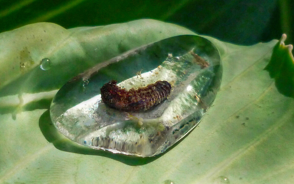 После дождя. - юрий Амосов