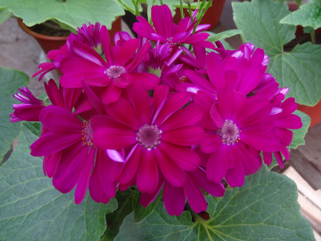 ЦИНЕРАРИЯ - СЕРГЕЙ ФИЛОЧКИН