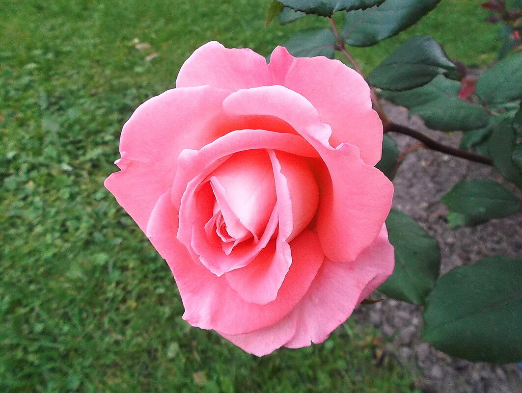 Роза. - VasiLina *