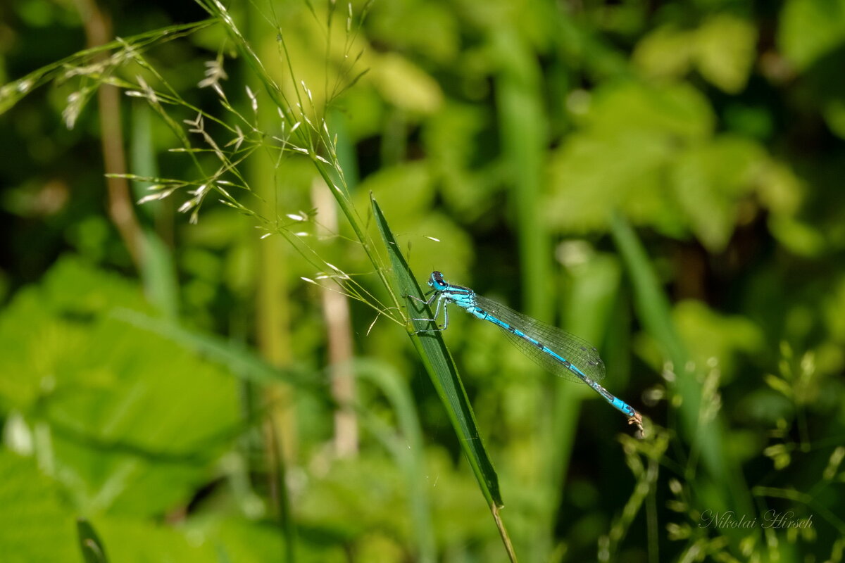 Про стрелку... - Николай Гирш Про стрелку... - Николай Гирш