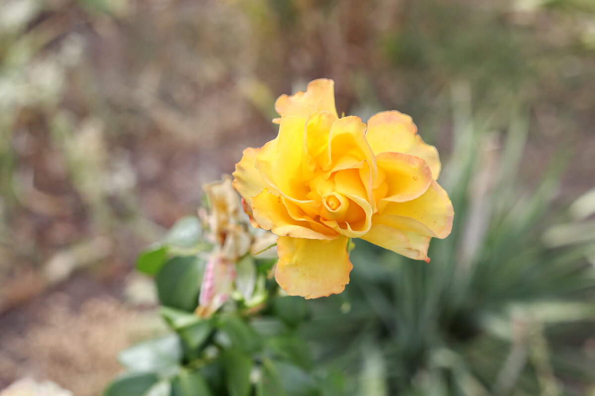 Осенние Розы. - Сергей 