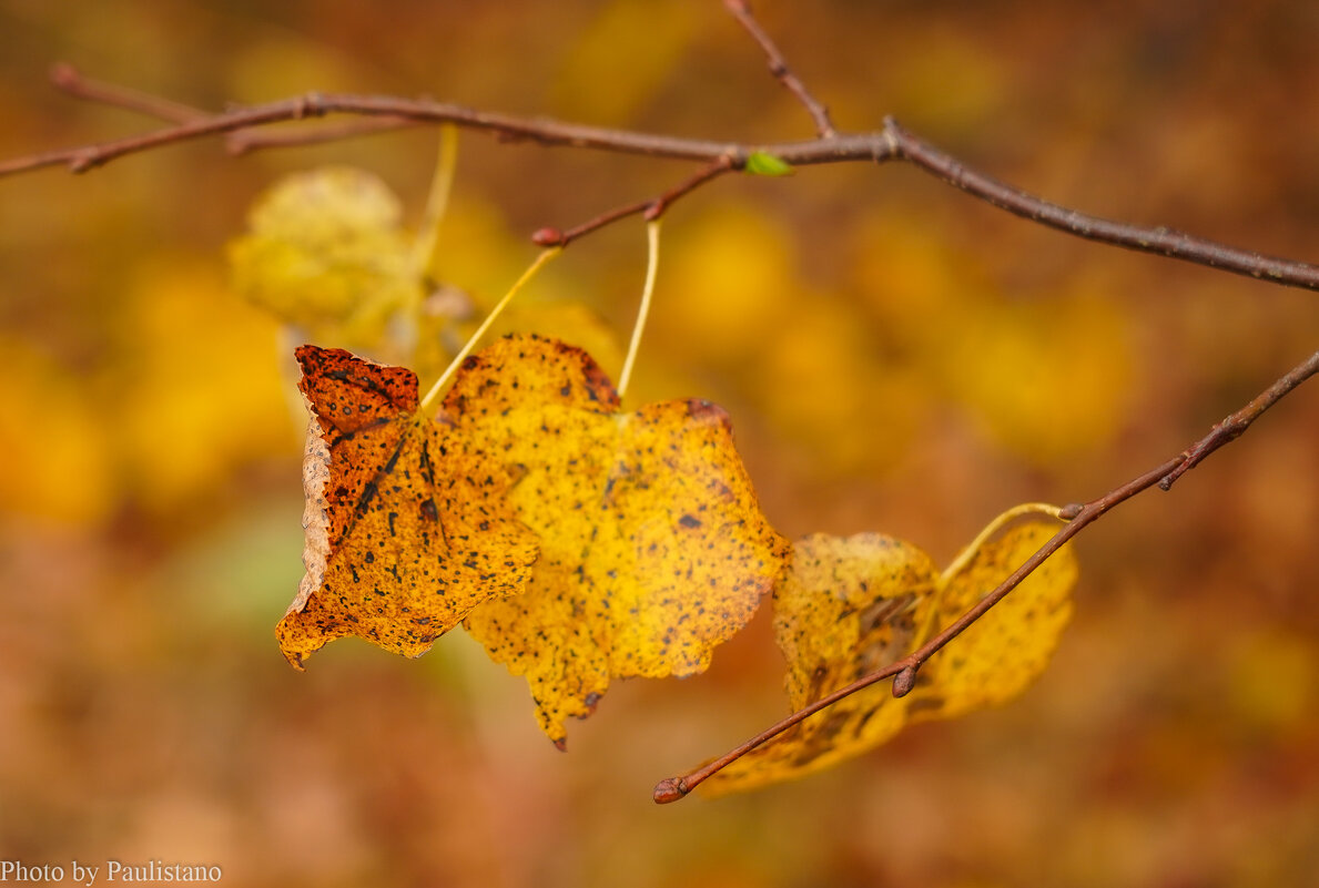 Золото сентября... - Владимир Жданов