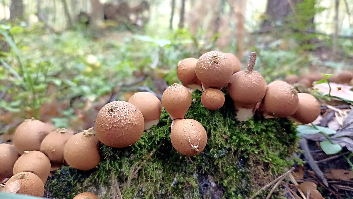Осенние - Татьяна Тюменка
