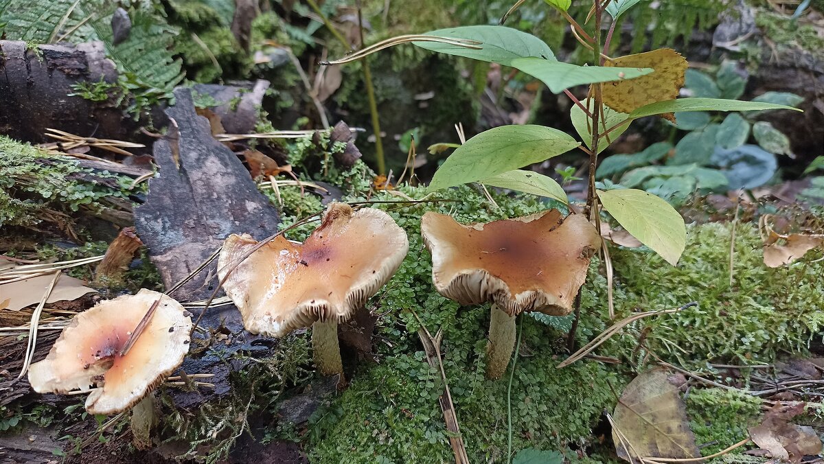 Осенние - Татьяна Тюменка