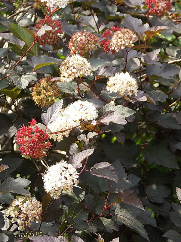 Пузыреплодник - Freddy 97