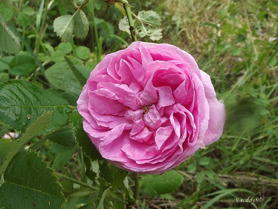 Роза - Freddy 97