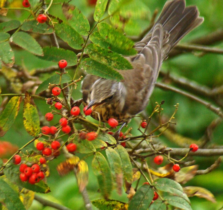 рябинник - gawrilа - dan
