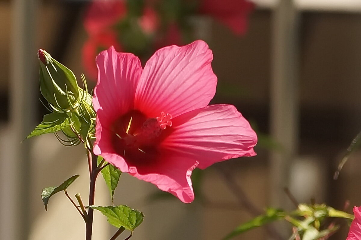 Цветы Осени... - Николай Саржанов