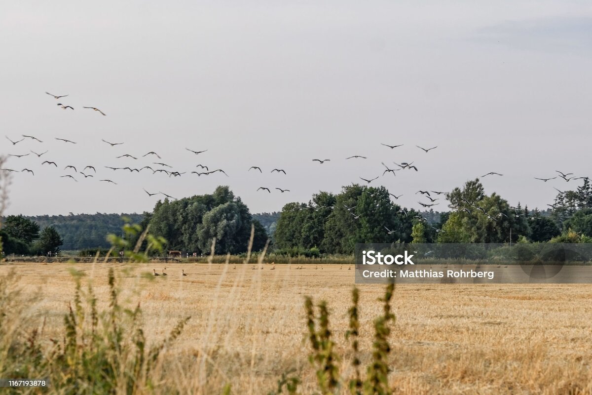 в добрый путь - Нельсон 