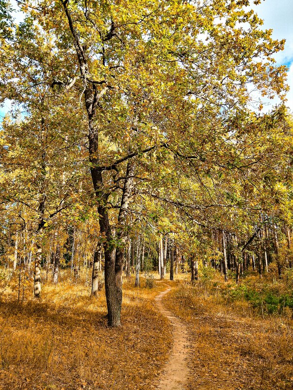 Золотая осент - Дмитрий Курский 