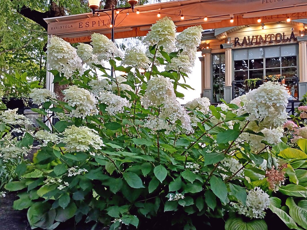Цветение гортензии у ресторана Эспиля. - Лия ☼ Цветение гортензии у ресторана Эспиля. - Лия ☼