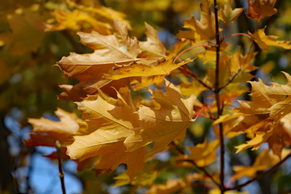 Осень - краснов юрий 