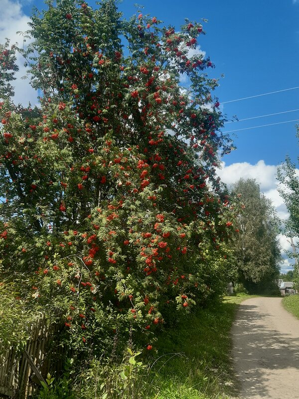Старые заборы,покосились где-то,здесь красива осень и красиво лето! - Нина Андронова